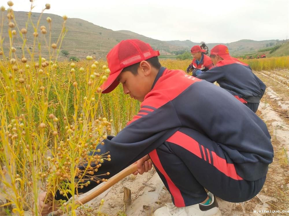 必威betway中文官网「2023年成长不烦恼」夏令营二期第12天:走进胡麻地 干农活话农事知农情 必威betway中文官网「2023年成长不烦恼」夏令营二期第12天:走进胡麻地 干农活话农事知农情_m.xinmiyue.com