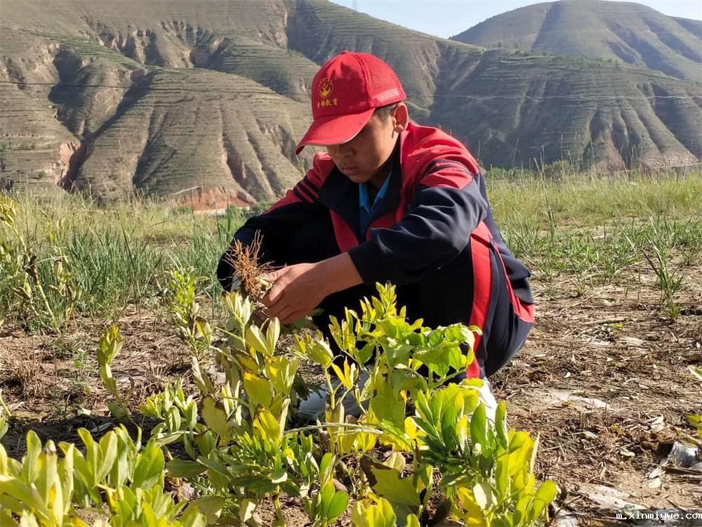 必威betway中文官网「2023年成长不烦恼」夏令营二期第12天:走进胡麻地 干农活话农事知农情 必威betway中文官网「2023年成长不烦恼」夏令营二期第12天:走进胡麻地 干农活话农事知农情_m.xinmiyue.com