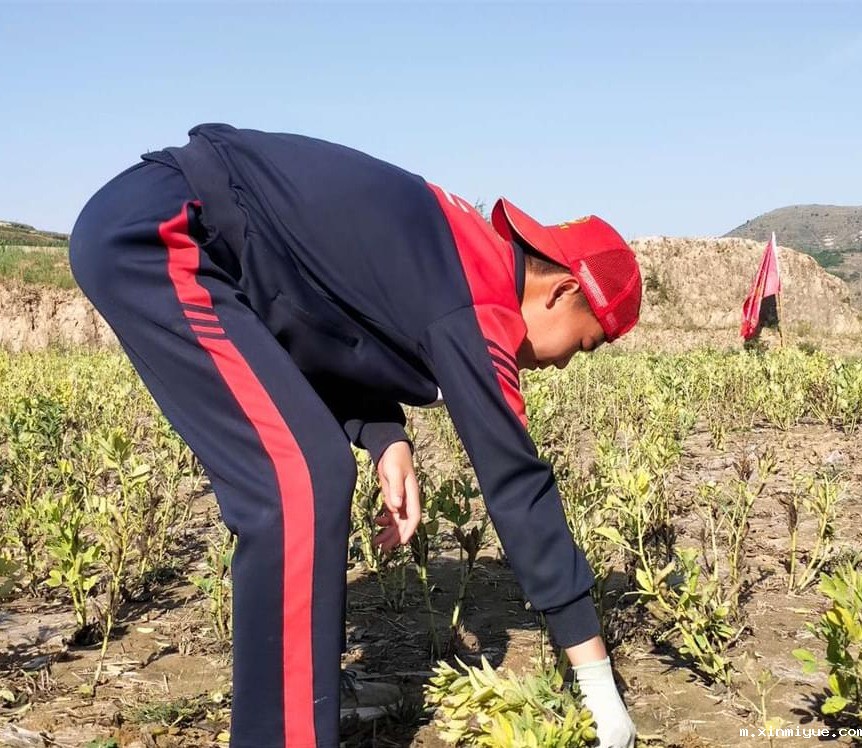 必威betway中文官网「2023年成长不烦恼」夏令营二期第12天:走进胡麻地 干农活话农事知农情 必威betway中文官网「2023年成长不烦恼」夏令营二期第12天:走进胡麻地 干农活话农事知农情_m.xinmiyue.com