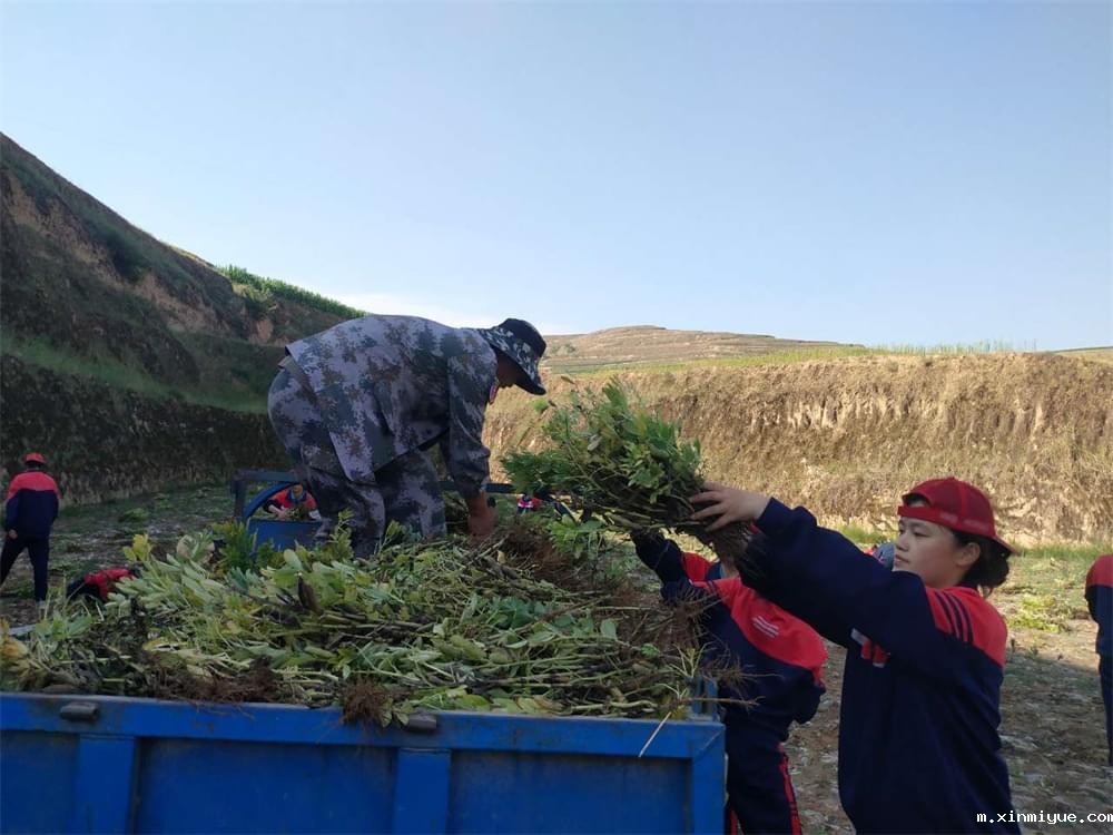 必威betway中文官网「2023年成长不烦恼」夏令营二期第12天:走进胡麻地 干农活话农事知农情 必威betway中文官网「2023年成长不烦恼」夏令营二期第12天:走进胡麻地 干农活话农事知农情_m.xinmiyue.com