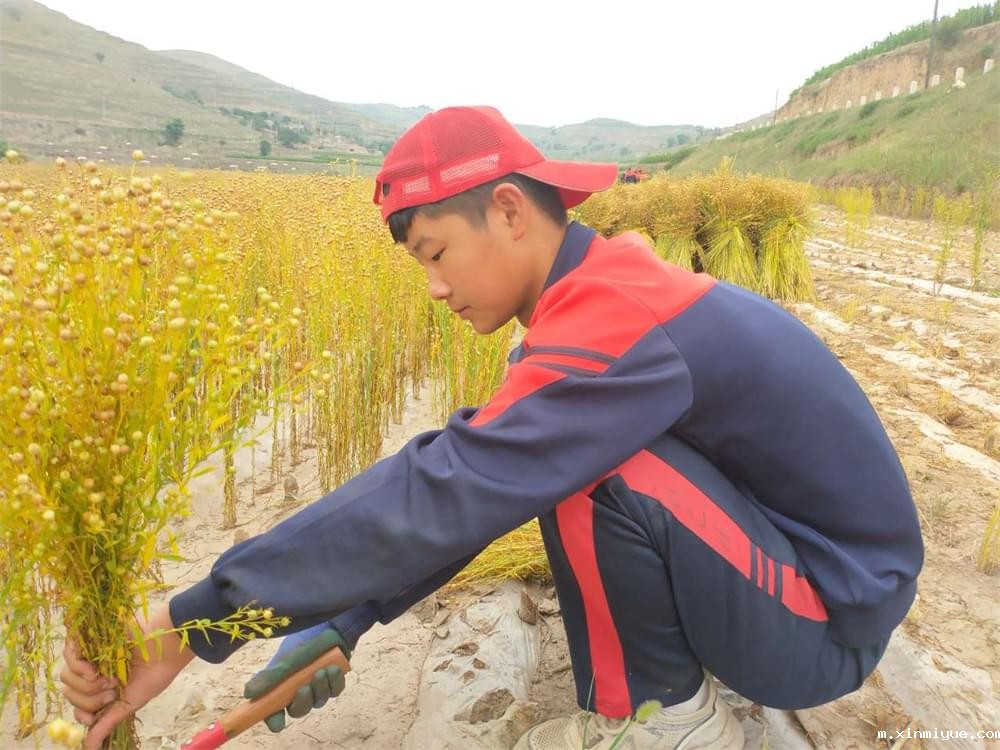 必威betway中文官网「2023年成长不烦恼」夏令营二期第12天:走进胡麻地 干农活话农事知农情 必威betway中文官网「2023年成长不烦恼」夏令营二期第12天:走进胡麻地 干农活话农事知农情_m.xinmiyue.com