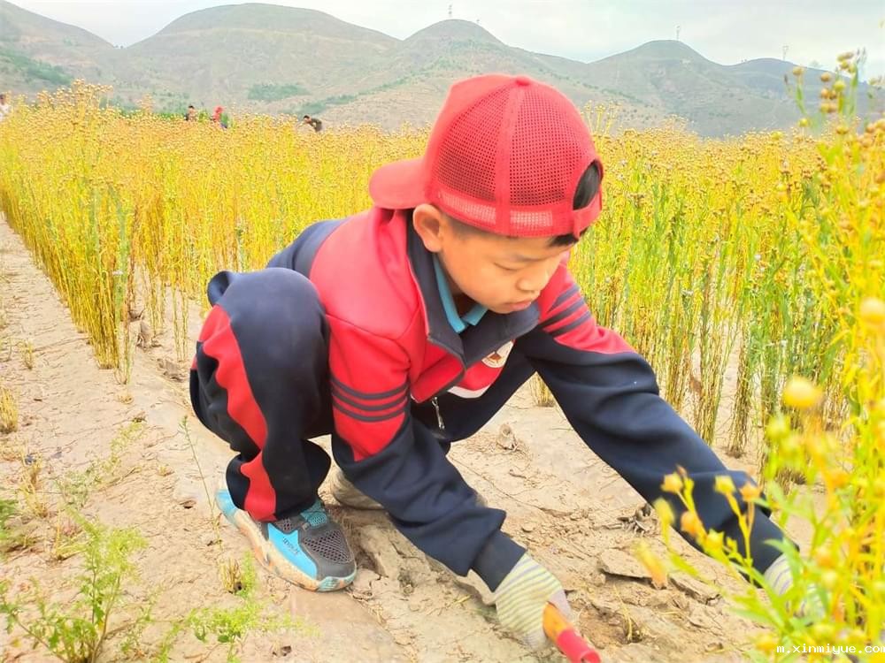 必威betway中文官网「2023年成长不烦恼」夏令营二期第12天:走进胡麻地 干农活话农事知农情 必威betway中文官网「2023年成长不烦恼」夏令营二期第12天:走进胡麻地 干农活话农事知农情_m.xinmiyue.com