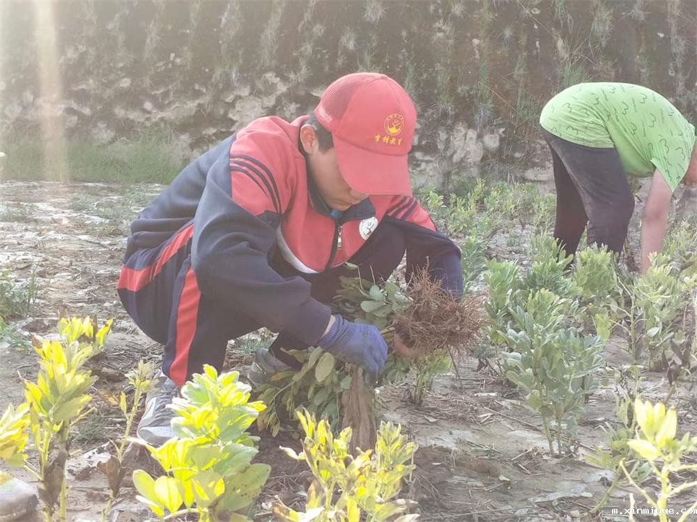 必威betway中文官网「2023年成长不烦恼」夏令营二期第12天:走进胡麻地 干农活话农事知农情 必威betway中文官网「2023年成长不烦恼」夏令营二期第12天:走进胡麻地 干农活话农事知农情_m.xinmiyue.com