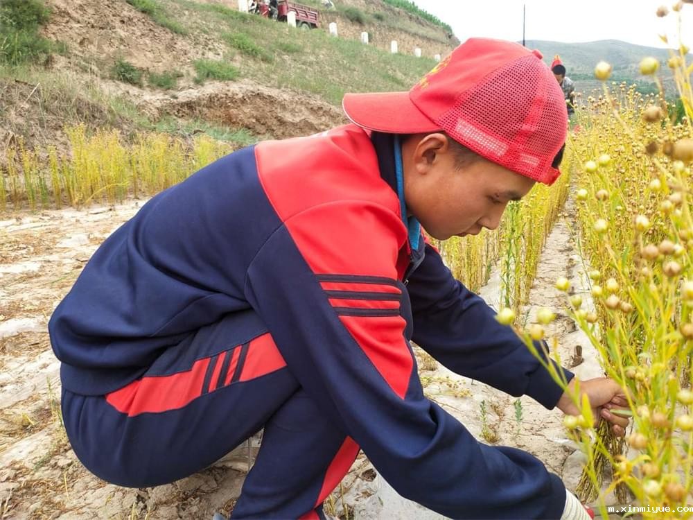 必威betway中文官网「2023年成长不烦恼」夏令营二期第12天:走进胡麻地 干农活话农事知农情 必威betway中文官网「2023年成长不烦恼」夏令营二期第12天:走进胡麻地 干农活话农事知农情_m.xinmiyue.com