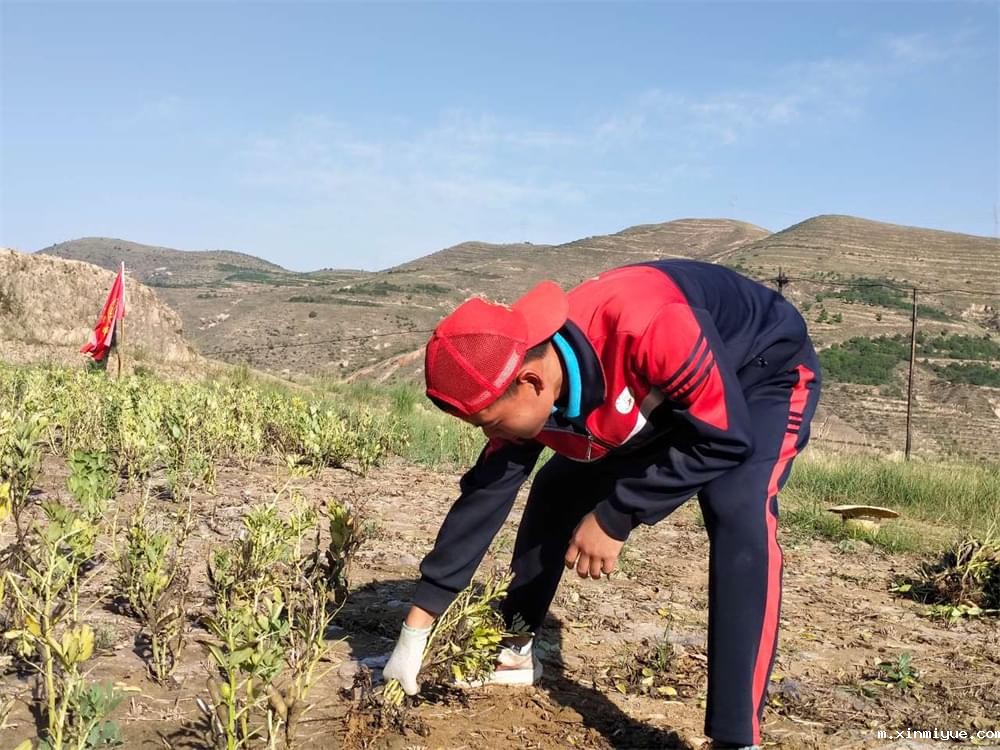 必威betway中文官网「2023年成长不烦恼」夏令营二期第12天:走进胡麻地 干农活话农事知农情 必威betway中文官网「2023年成长不烦恼」夏令营二期第12天:走进胡麻地 干农活话农事知农情_m.xinmiyue.com