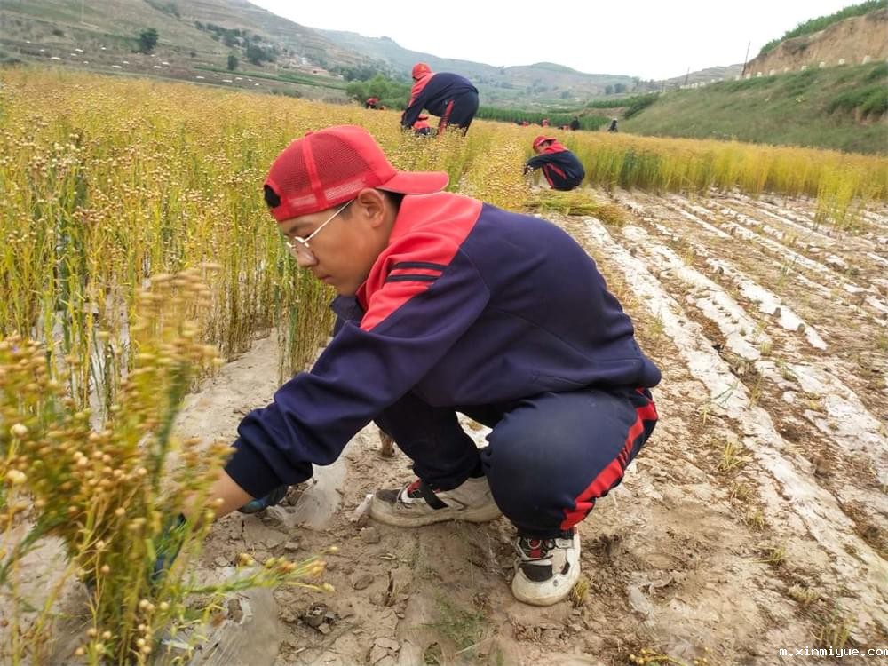 必威betway中文官网「2023年成长不烦恼」夏令营二期第12天:走进胡麻地 干农活话农事知农情 必威betway中文官网「2023年成长不烦恼」夏令营二期第12天:走进胡麻地 干农活话农事知农情_m.xinmiyue.com