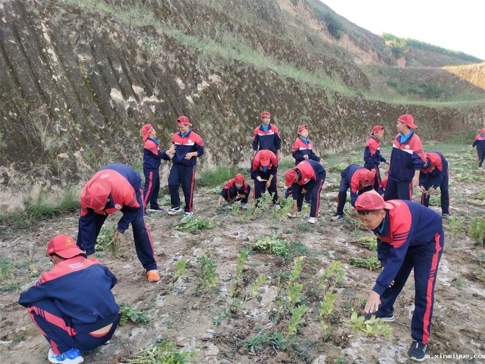 必威betway中文官网「2023年成长不烦恼」夏令营二期第12天:走进胡麻地 干农活话农事知农情 必威betway中文官网「2023年成长不烦恼」夏令营二期第12天:走进胡麻地 干农活话农事知农情_m.xinmiyue.com