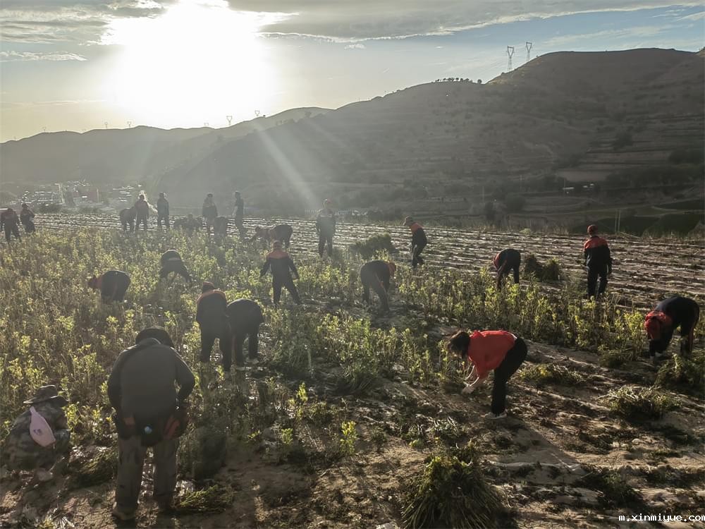 必威betway中文官网「2023年成长不烦恼」夏令营二期第8天:体验农田丰收乐趣,品尝地道农家饭 必威betway中文官网「2023年成长不烦恼」夏令营二期第8天:体验农田丰收乐趣,品尝地道农家饭_m.xinmiyue.com