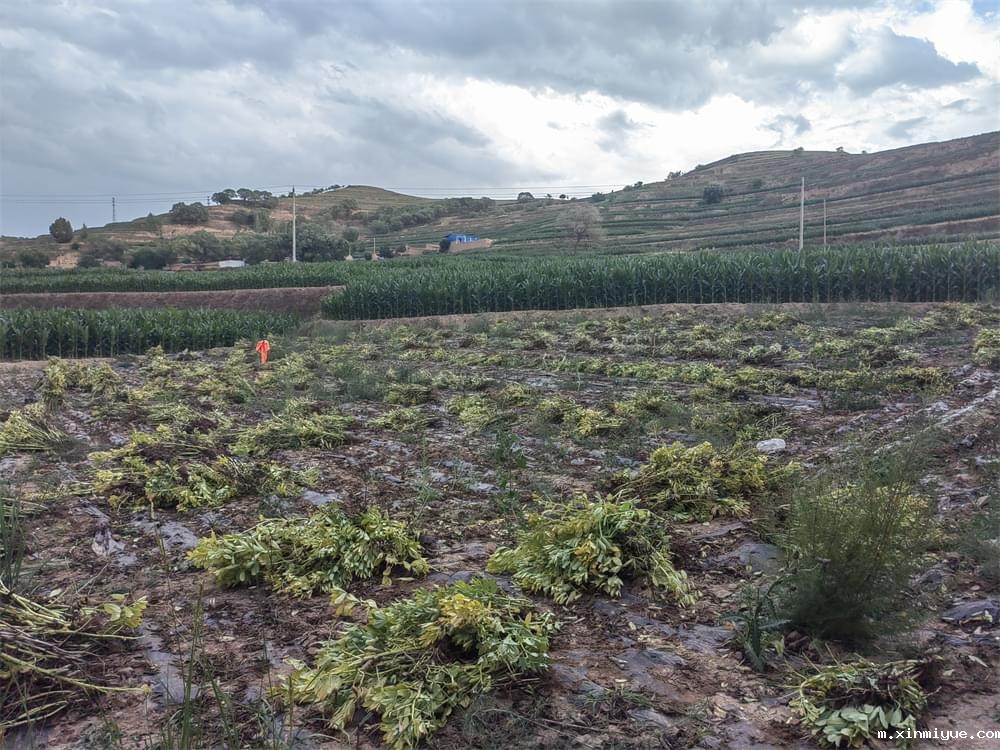 必威betway中文官网「2023年成长不烦恼」夏令营二期第8天:体验农田丰收乐趣,品尝地道农家饭 必威betway中文官网「2023年成长不烦恼」夏令营二期第8天:体验农田丰收乐趣,品尝地道农家饭_m.xinmiyue.com