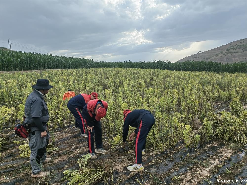 必威betway中文官网「2023年成长不烦恼」夏令营二期第8天:体验农田丰收乐趣,品尝地道农家饭 必威betway中文官网「2023年成长不烦恼」夏令营二期第8天:体验农田丰收乐趣,品尝地道农家饭_m.xinmiyue.com