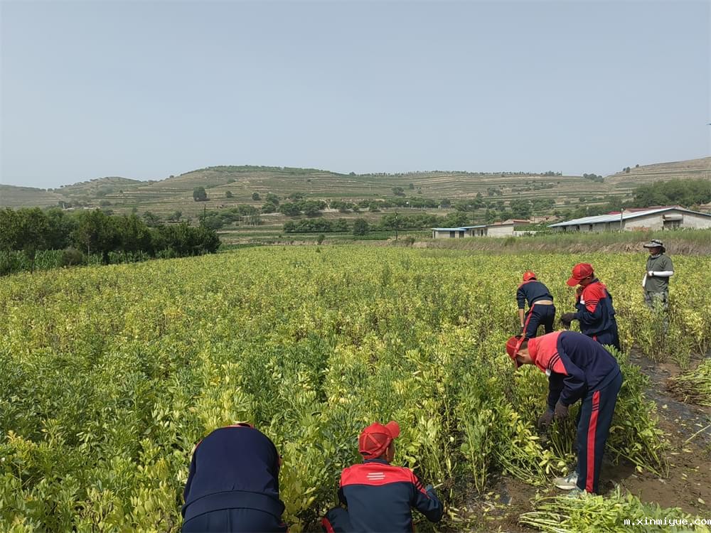 必威betway中文官网「2023年成长不烦恼」夏令营二期第8天:体验农田丰收乐趣,品尝地道农家饭 必威betway中文官网「2023年成长不烦恼」夏令营二期第8天:体验农田丰收乐趣,品尝地道农家饭_m.xinmiyue.com