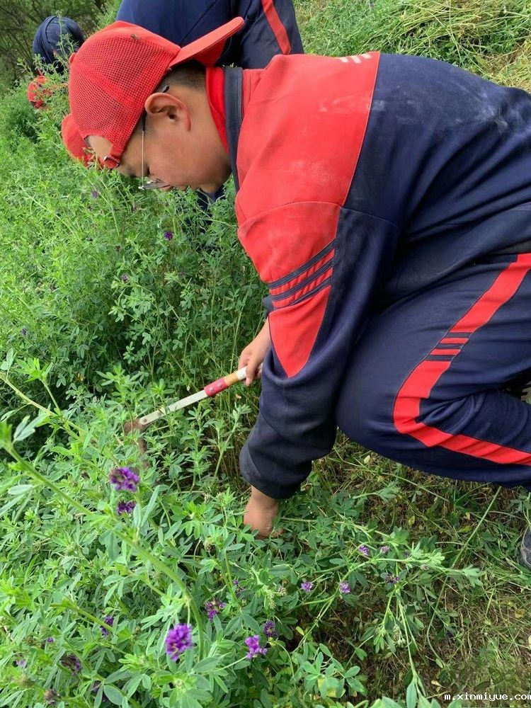 2021年必威betway中文官网「成长不烦恼」夏令营第九天之为何山村的农民偏爱苜蓿草_m.xinmiyue.com