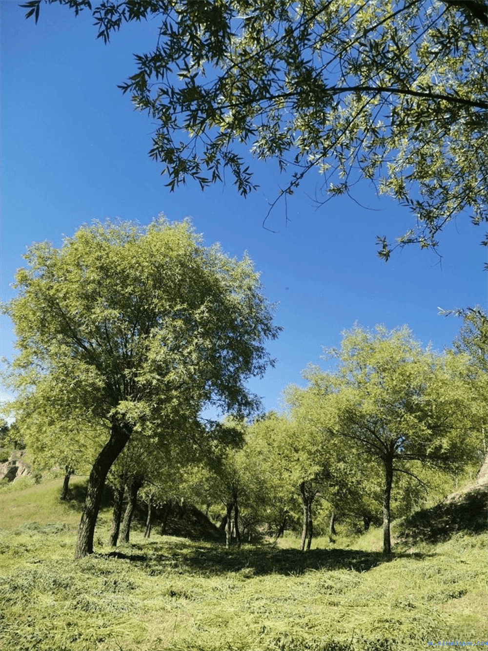 2021年必威betway中文官网「成长不烦恼」夏令营第九天之为何山村的农民偏爱苜蓿草_m.xinmiyue.com