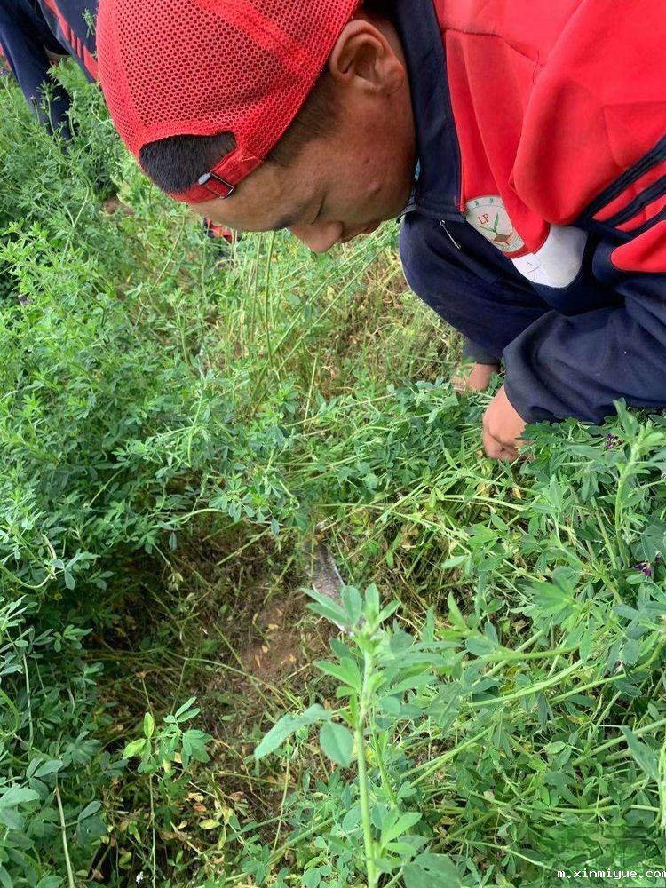 2021年必威betway中文官网「成长不烦恼」夏令营第九天之为何山村的农民偏爱苜蓿草_m.xinmiyue.com