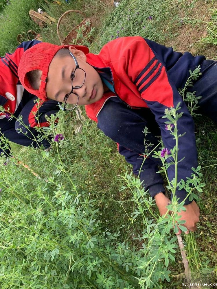 2021年必威betway中文官网「成长不烦恼」夏令营第九天之为何山村的农民偏爱苜蓿草_m.xinmiyue.com