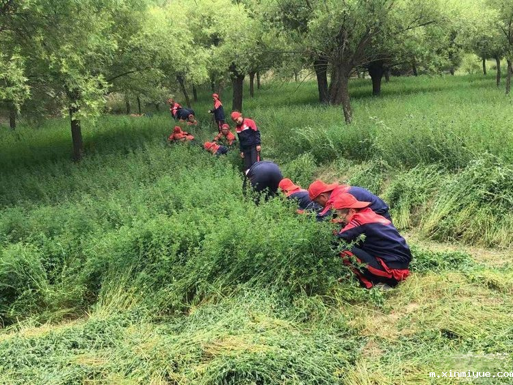 2021年必威betway中文官网「成长不烦恼」夏令营第九天之为何山村的农民偏爱苜蓿草_m.xinmiyue.com