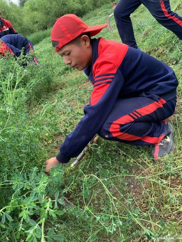 2021年必威betway中文官网「成长不烦恼」夏令营第九天之为何山村的农民偏爱苜蓿草_m.xinmiyue.com