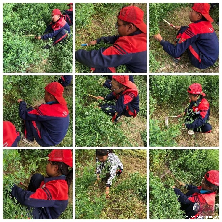 2021年必威betway中文官网「成长不烦恼」夏令营第九天之为何山村的农民偏爱苜蓿草_m.xinmiyue.com