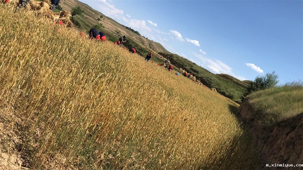 2021年青少年为何一定要参加暑期吃苦夏令营_m.xinmiyue.com