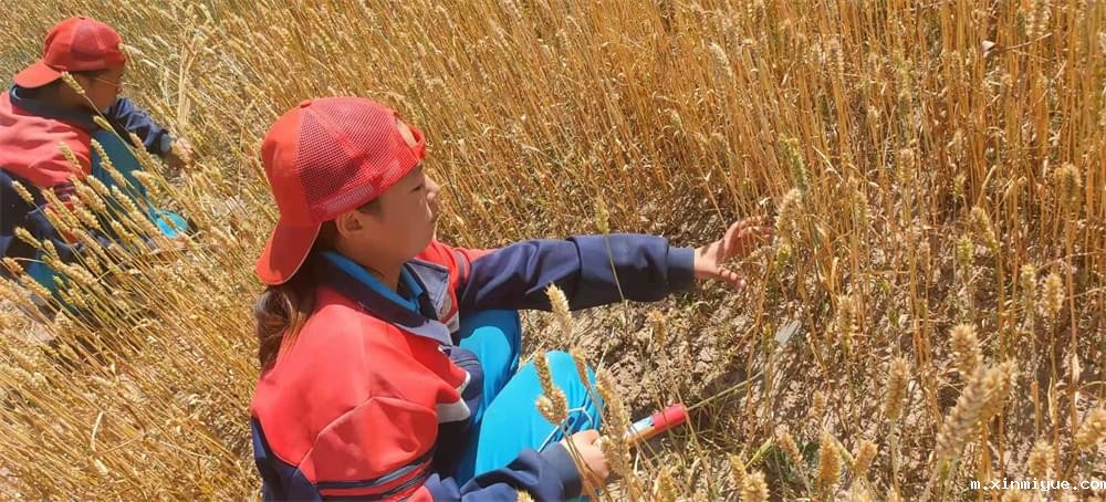 2021年青少年为何一定要参加暑期吃苦夏令营_m.xinmiyue.com