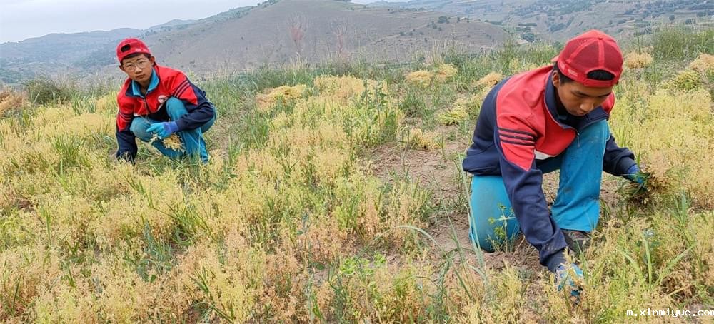 2021年青少年为何一定要参加暑期吃苦夏令营_m.xinmiyue.com