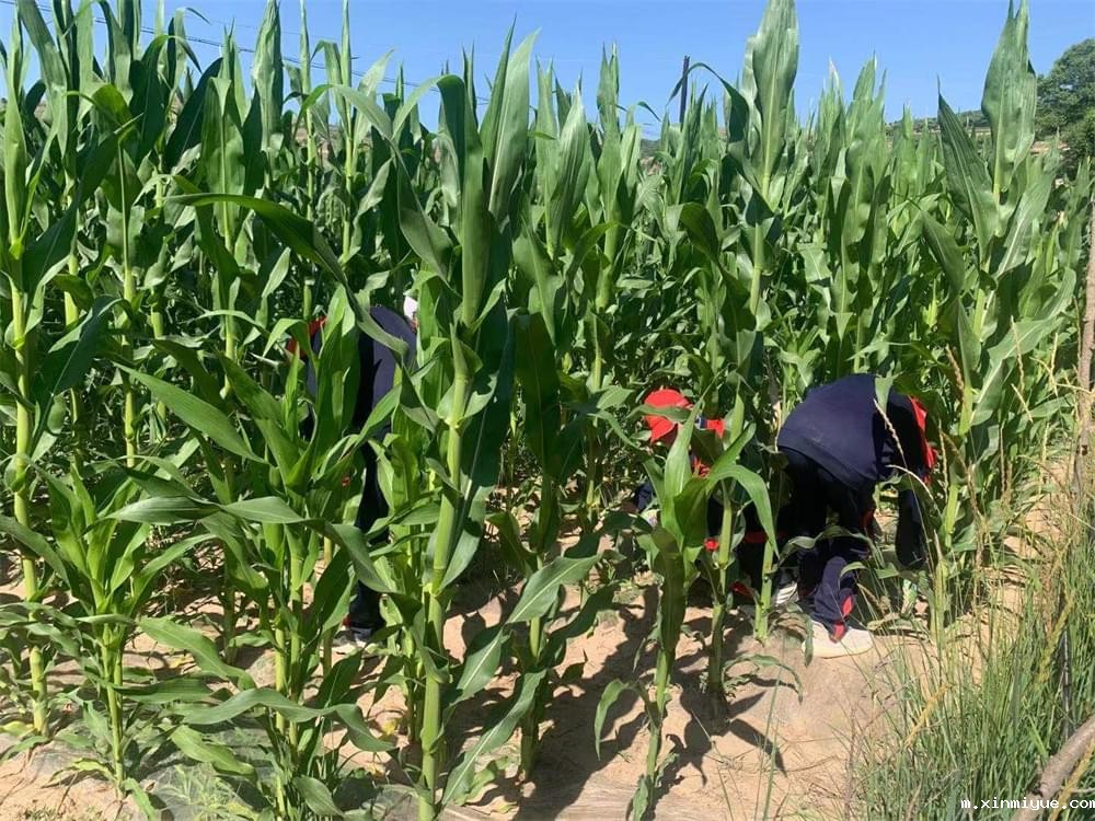 2021年青少年为何一定要参加暑期吃苦夏令营_m.xinmiyue.com