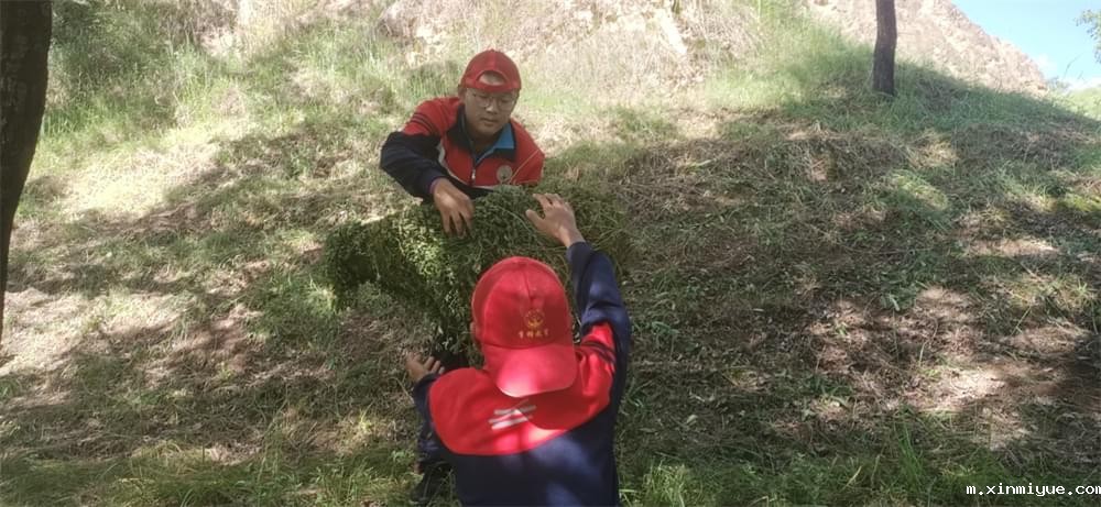 2021年必威betway中文官网暑期夏令营第二期第三天：滴水之恩，割草相报！_m.xinmiyue.com