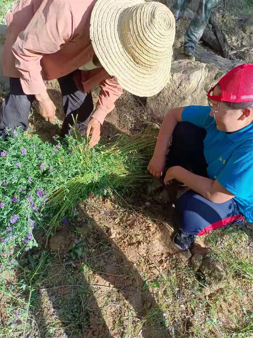 2021年必威betway中文官网暑期夏令营第二期第三天：滴水之恩，割草相报！_m.xinmiyue.com