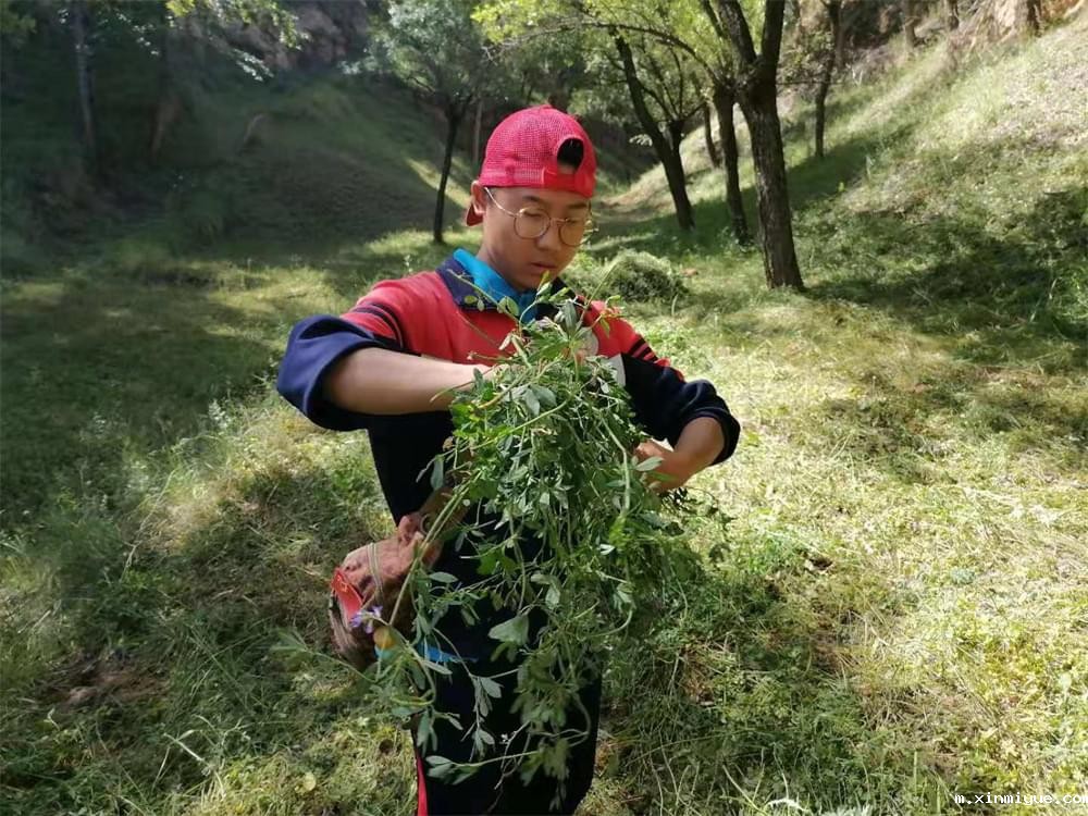 2021年必威betway中文官网暑期夏令营第二期第三天：滴水之恩，割草相报！_m.xinmiyue.com