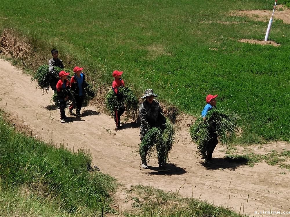 2021年必威betway中文官网暑期夏令营第二期第三天：滴水之恩，割草相报！_m.xinmiyue.com