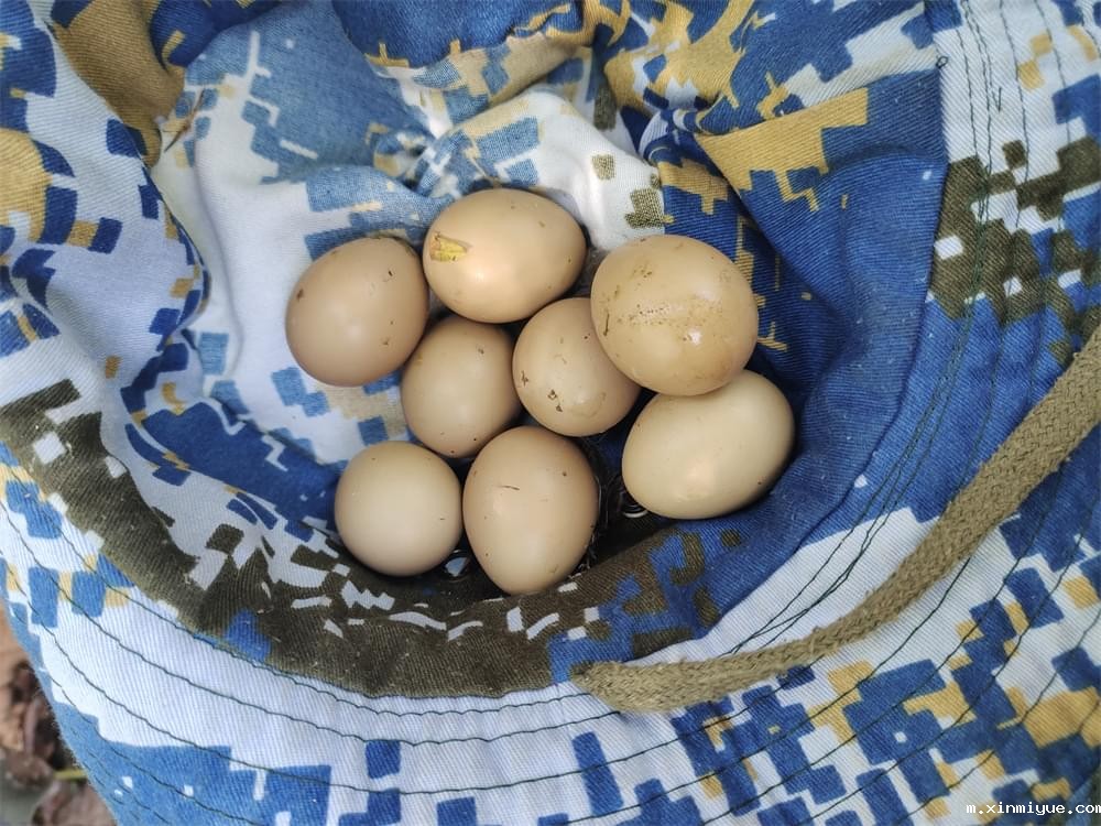 2021年必威betway中文官网暑期夏令营第二期第三天：滴水之恩，割草相报！_m.xinmiyue.com