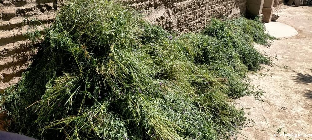 2021年必威betway中文官网暑期夏令营第二期第三天：滴水之恩，割草相报！_m.xinmiyue.com