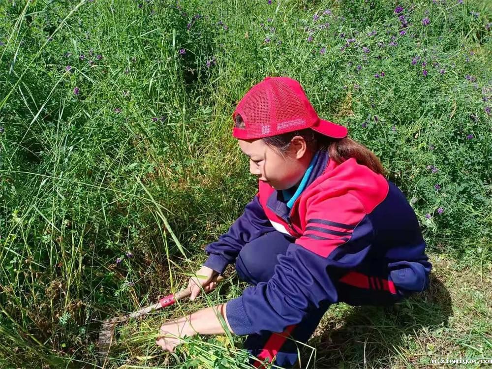 2021年必威betway中文官网暑期夏令营第二期第三天：滴水之恩，割草相报！_m.xinmiyue.com