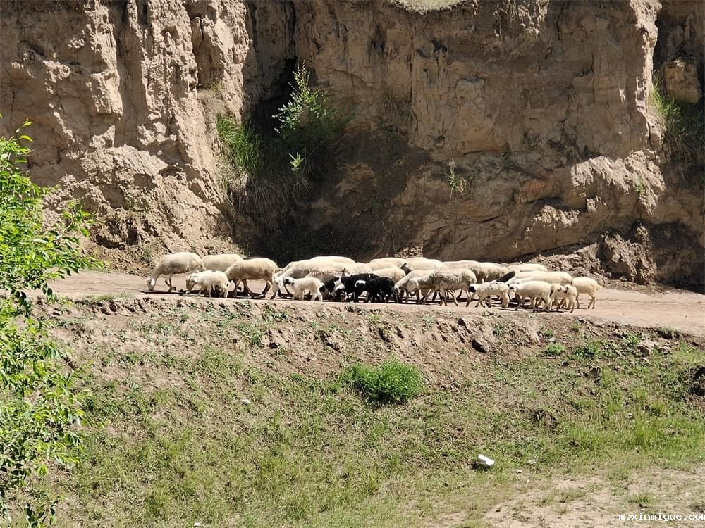 2021年必威betway中文官网暑期夏令营第二期第三天：滴水之恩，割草相报！_m.xinmiyue.com