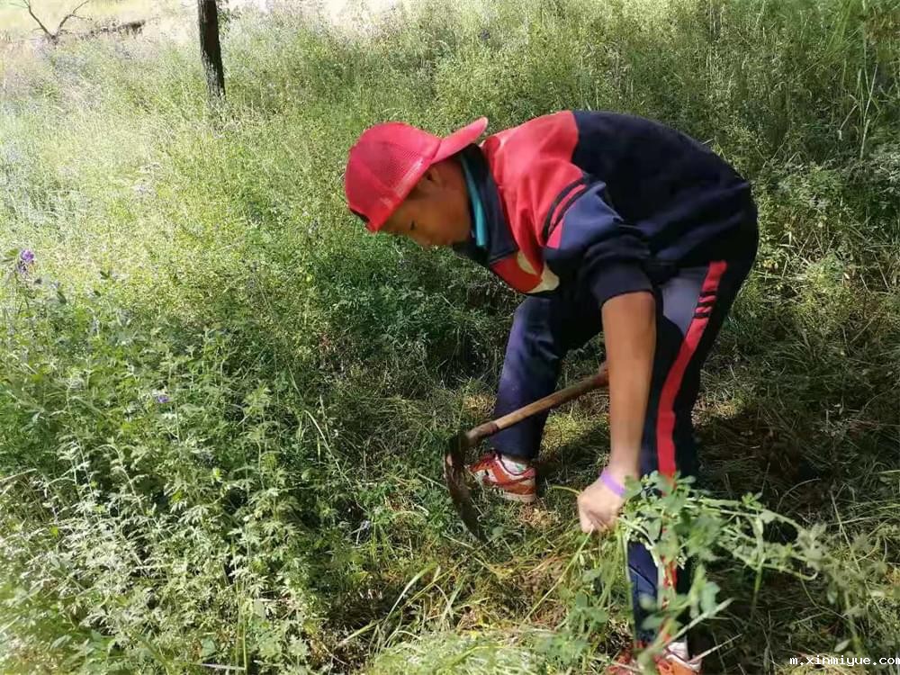 2021年必威betway中文官网暑期夏令营第二期第三天：滴水之恩，割草相报！_m.xinmiyue.com