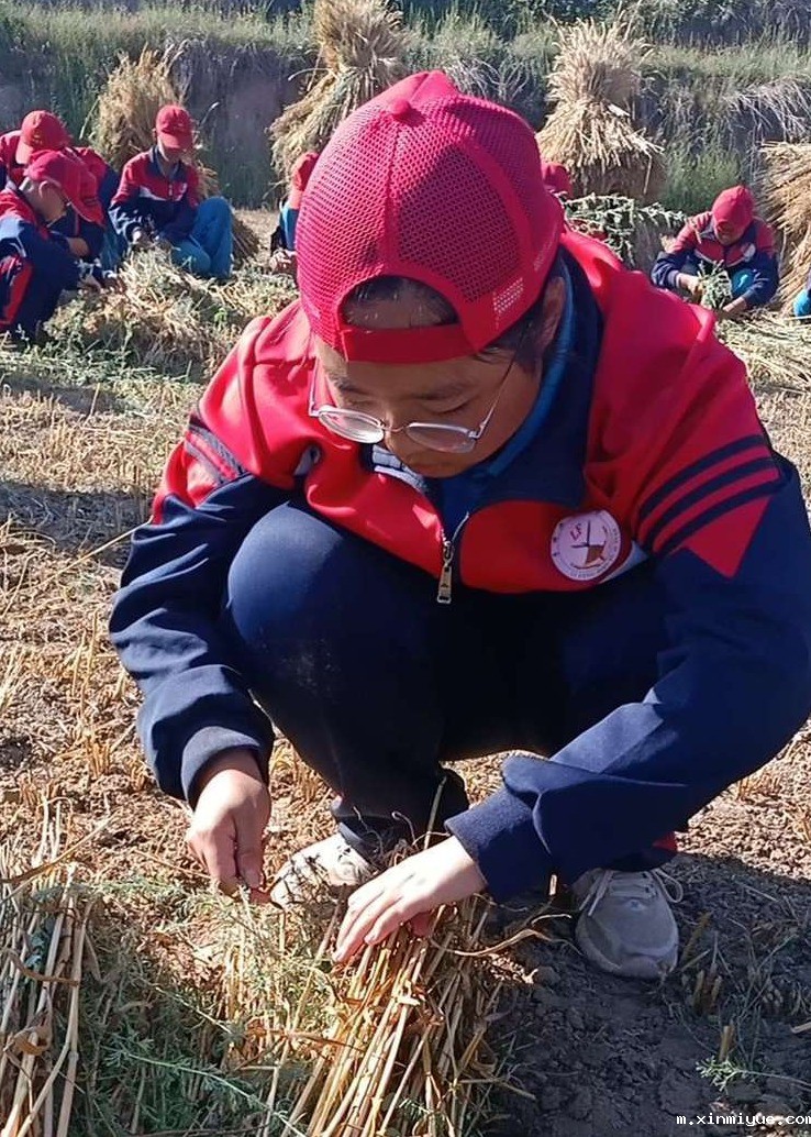 2021年必威betway中文官网夏令营第三期第5天：太阳下捡麦穗的日子_m.xinmiyue.com