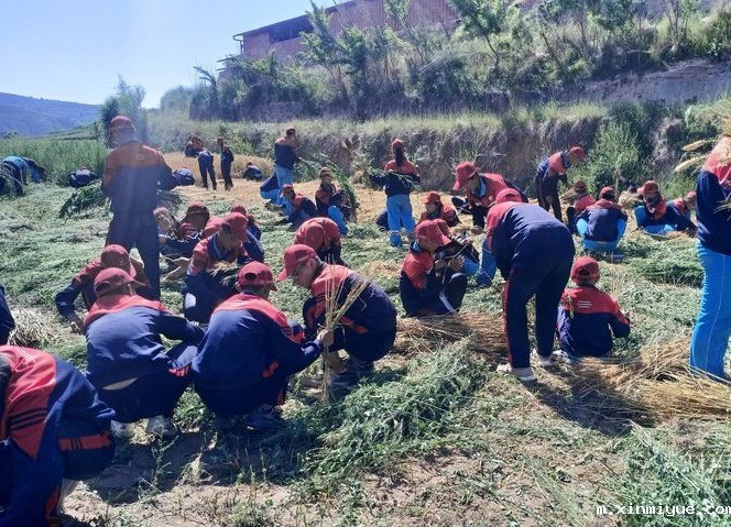 2021年必威betway中文官网夏令营第三期第5天：太阳下捡麦穗的日子_m.xinmiyue.com