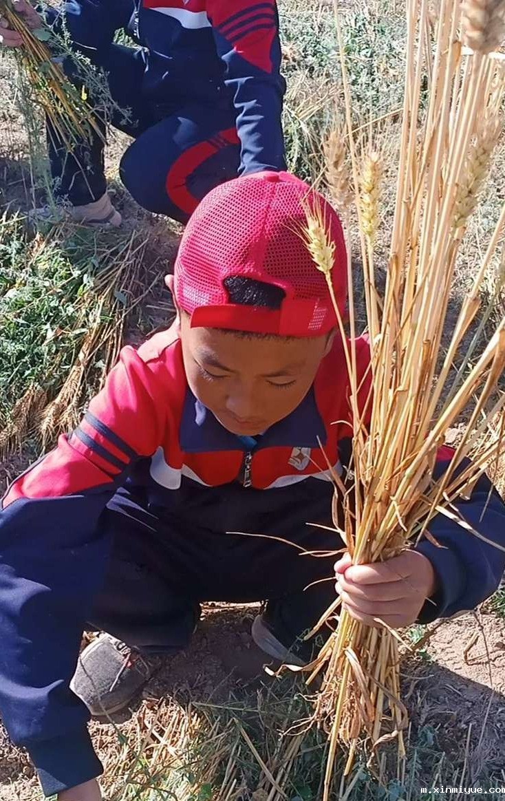 2021年必威betway中文官网夏令营第三期第5天：太阳下捡麦穗的日子_m.xinmiyue.com