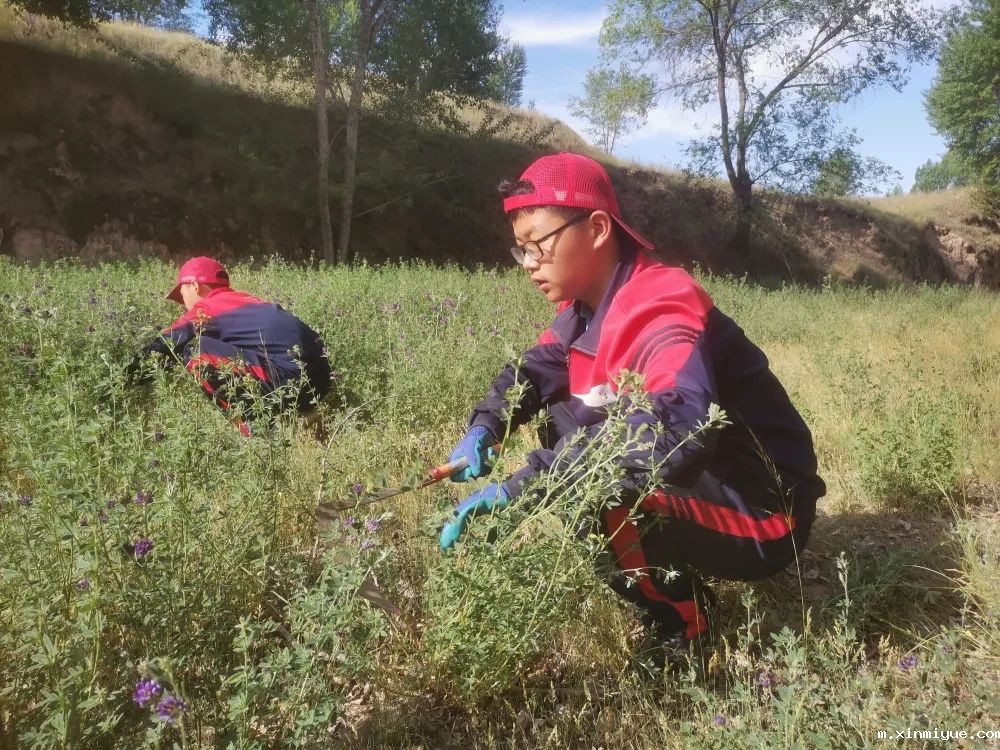 必威betway中文官网「2022年成长不烦恼」磨炼营第五天：与苜蓿草为伴 体验收割的快乐_m.xinmiyue.com