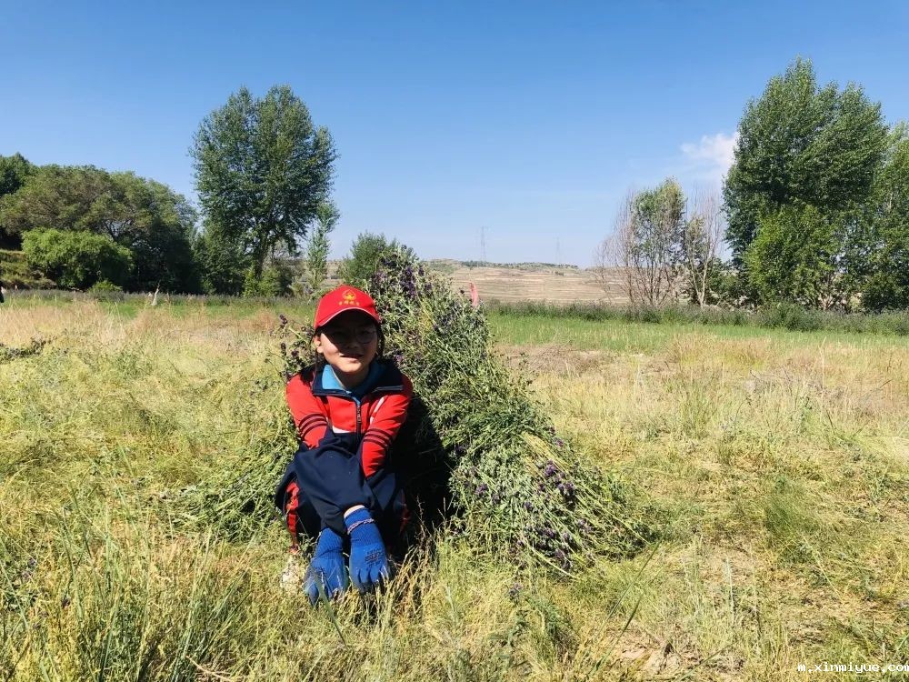 必威betway中文官网「2022年成长不烦恼」磨炼营第五天：与苜蓿草为伴 体验收割的快乐_m.xinmiyue.com