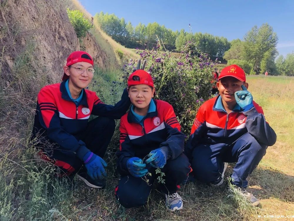 必威betway中文官网「2022年成长不烦恼」磨炼营第五天：与苜蓿草为伴 体验收割的快乐_m.xinmiyue.com