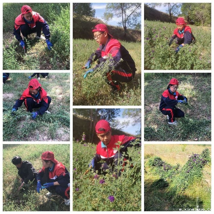 必威betway中文官网「2022年成长不烦恼」磨炼营第五天：与苜蓿草为伴 体验收割的快乐_m.xinmiyue.com