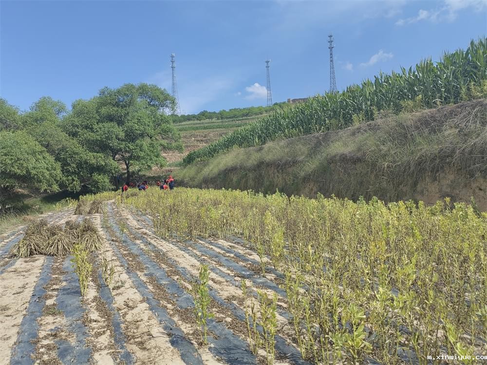  廉价的母爱，让我们的下一代苦不堪言！_m.xinmiyue.com