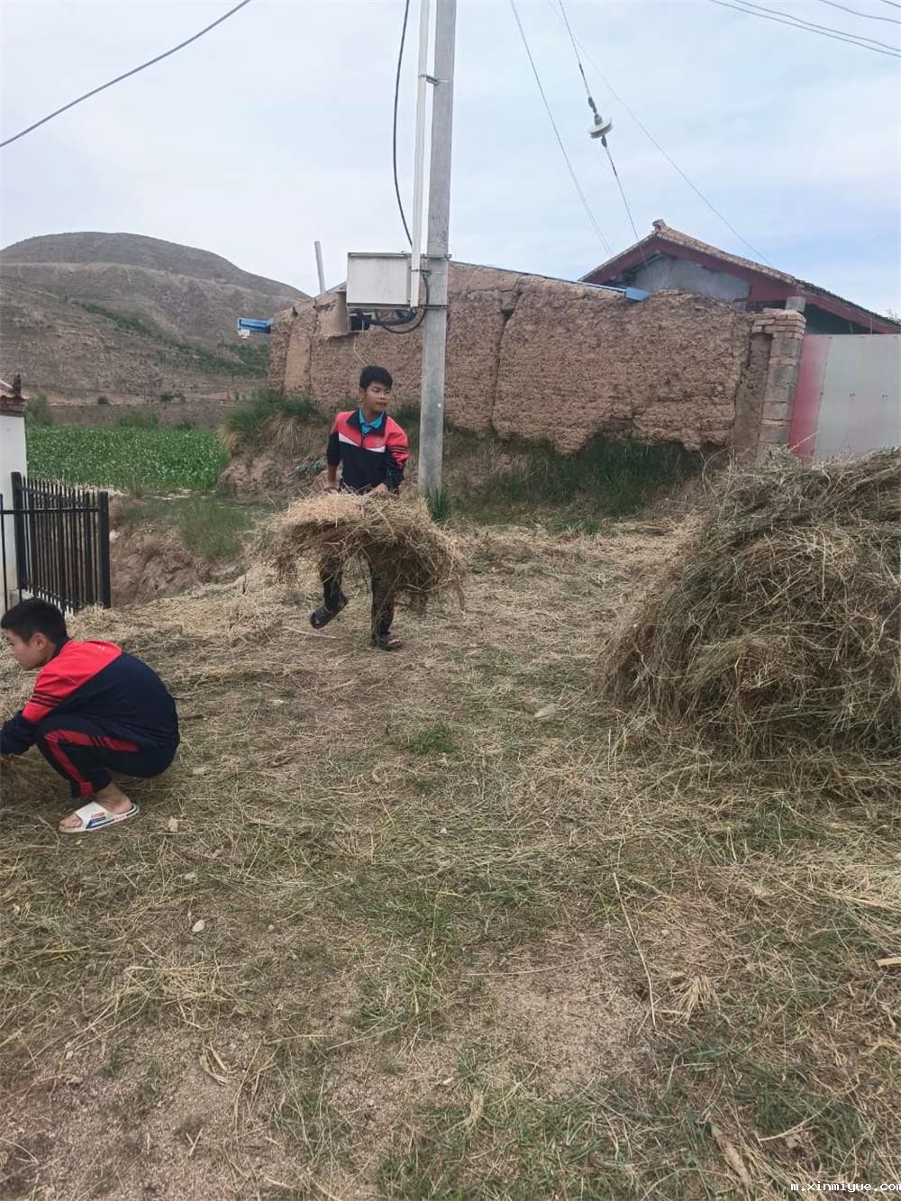  必威betway中文官网「2023年成长不烦恼」夏令营第11天：玉米地里的快乐教育，让娃受益匪浅！_m.xinmiyue.com