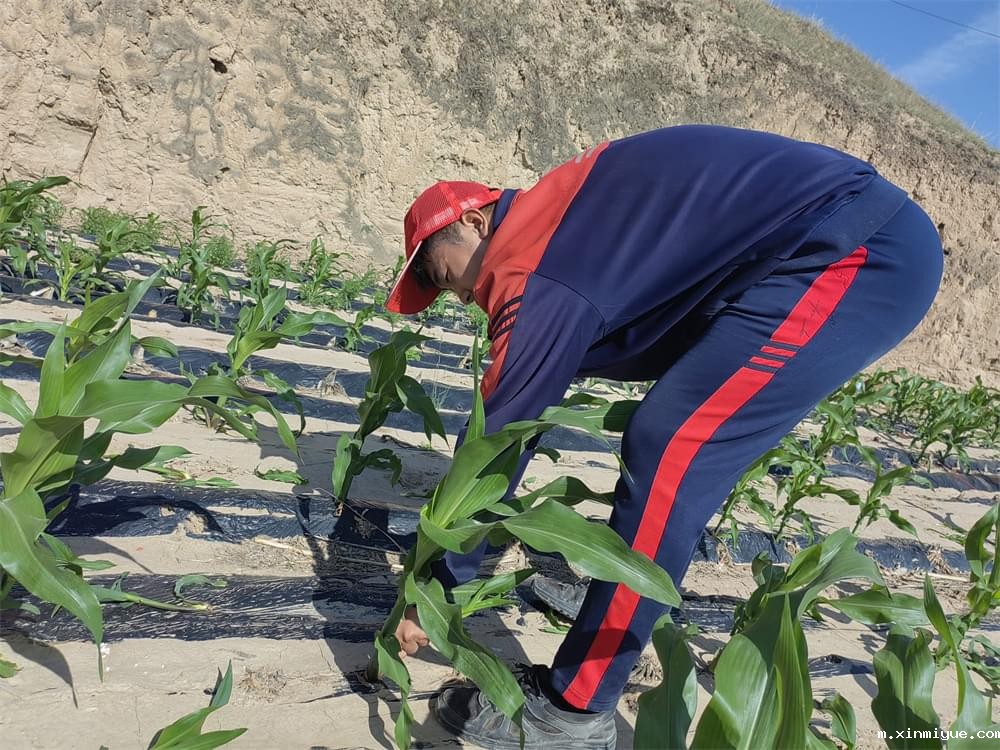  必威betway中文官网「2023年成长不烦恼」夏令营第11天：玉米地里的快乐教育，让娃受益匪浅！_m.xinmiyue.com