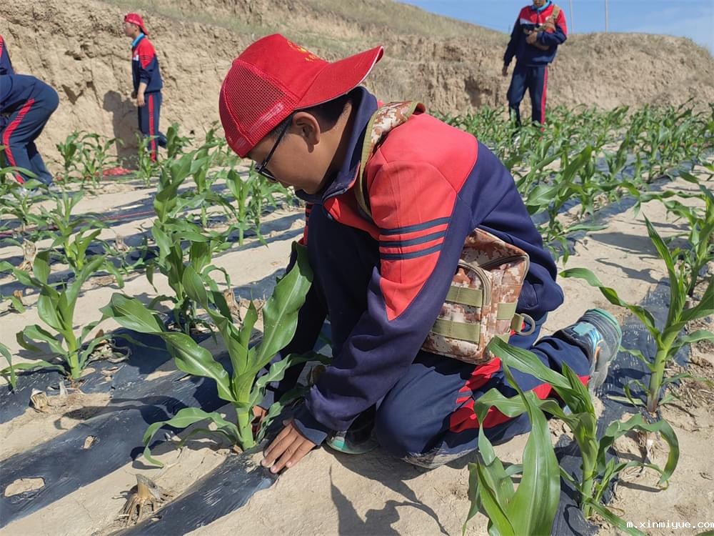  必威betway中文官网「2023年成长不烦恼」夏令营第11天：玉米地里的快乐教育，让娃受益匪浅！_m.xinmiyue.com