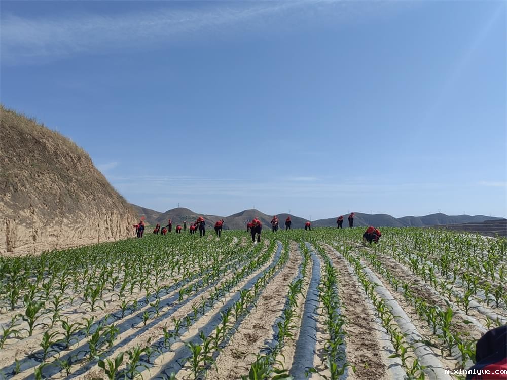  必威betway中文官网「2023年成长不烦恼」夏令营第11天：玉米地里的快乐教育，让娃受益匪浅！_m.xinmiyue.com