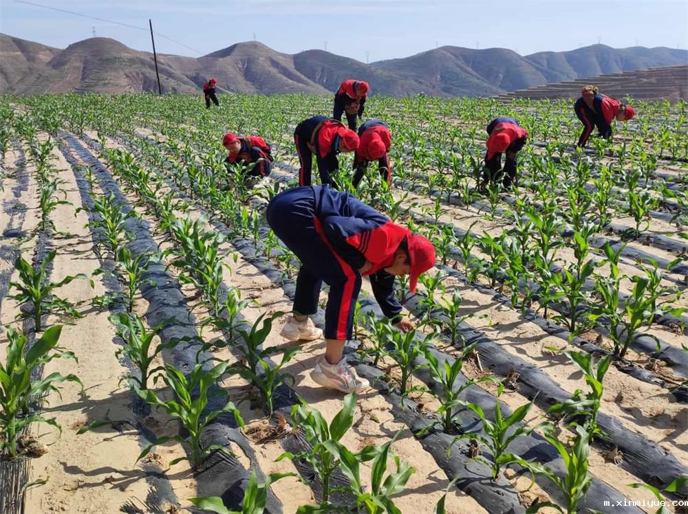  必威betway中文官网「2023年成长不烦恼」夏令营第11天：玉米地里的快乐教育，让娃受益匪浅！_m.xinmiyue.com