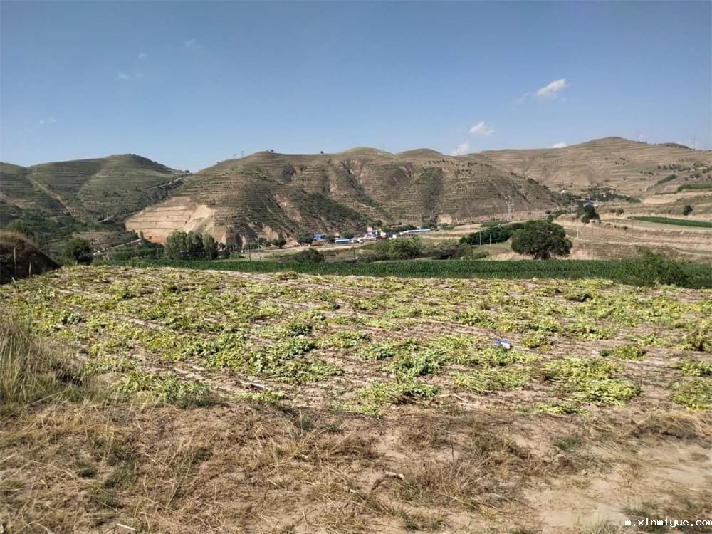 必威betway中文官网「2023年成长不烦恼」夏令营二期第7天：青春扶贫情暖叛逆娃，黑夜暖光照亮小山村_m.xinmiyue.com