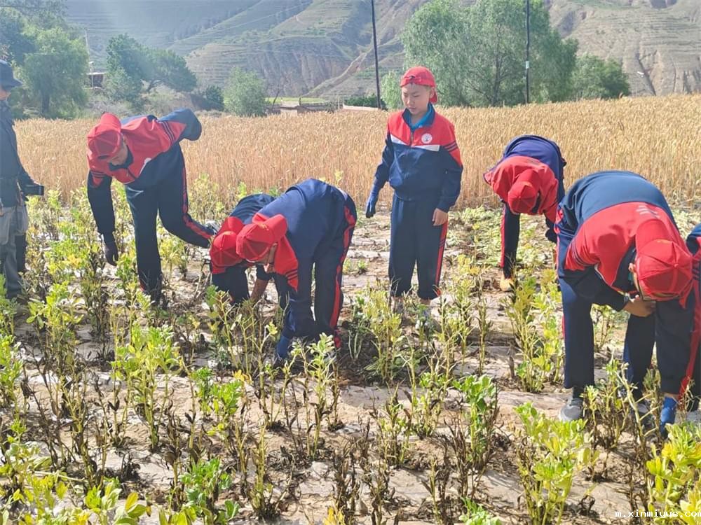 必威betway中文官网「2023年成长不烦恼」夏令营二期第2天：拔扁豆虽苦虽累，但劳动乐趣无限！_m.xinmiyue.com